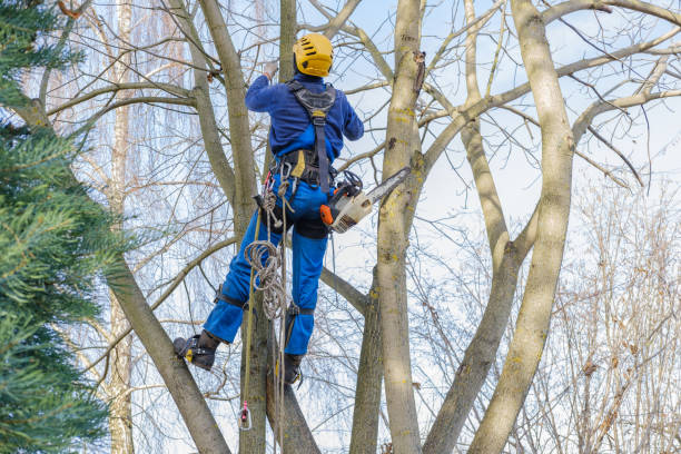 How Our Tree Care Process Works  in  Shoemakersville, PA